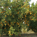 What would our world be like without California citrus?