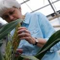 Peggy Lemaux is engineering sorghum