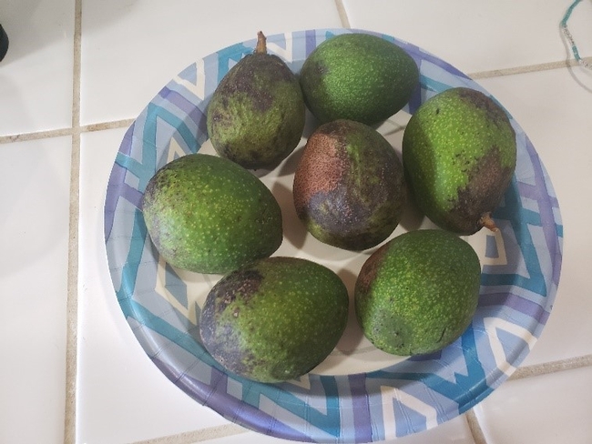 Whole avocados arranged on a plate