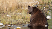 A bear cools off in a stream in Yellowstone National Park. A UC Davis study found that North American mammals in hotter regions increasingly seek out forested areas away from human-dominated landscapes. Credit: D. Karp