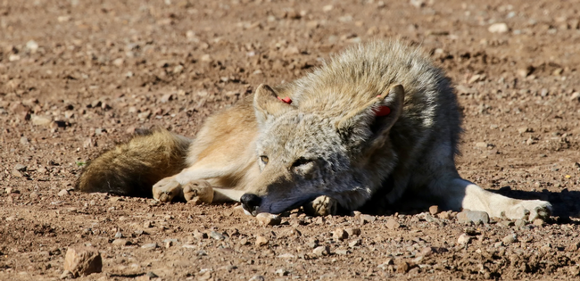 A coyote rests on the ground in California's Golden Gate National Recreation Area.Credit: D.Karp