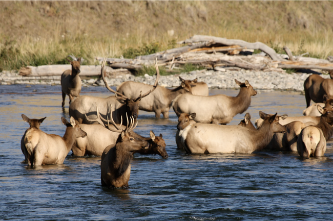 A group of elk stand in the water at Yellowstone National Park. A UC Davis study notes the need to not take a one-size-fits-all approach to managing species, including elk, amid a changing climate. Credit: D.Karp