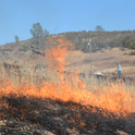 A prescribed burn, designed to help restore native habitat, was conducted earlier this year at McLaughlin Natural Reserve. Credit: B.Milligan, UC Davis.