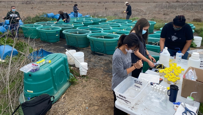 The study was conducted on experimental pond systems across a 90-day testing period. The research team tested various amounts of burned and unburned plant matter at 10, 31, 59 and 89 days. Photo credit: C.Wall