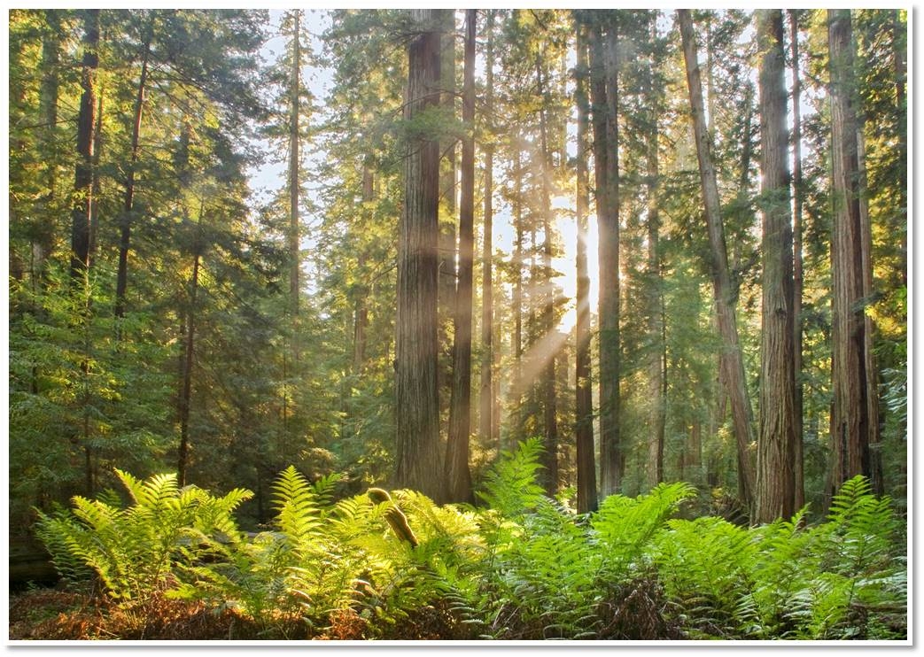 Forest Stewardship and Industry: Mendocino and Humboldt Redwood Co.'s ...