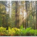 A selectively managed Mendocino Redwood Company (MRC) redwood forest. Credit: J.Andersen.