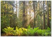 A selectively managed Mendocino Redwood Company (MRC) redwood forest. Credit: J.Andersen.