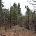 A 20-year old stand burned one year prior, showing the typical pattern of smaller-tree mortality post fire. Credit: R.York.