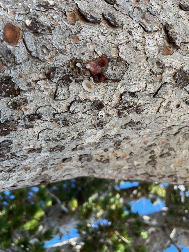 Reddish sap, also known as a pitch tube, produced by a whitebark pine in response to mountain pine beetle attack. Credit: C. Jordan