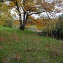 UC ANR Forest Stewardship's next workshop is in Sonoma County, and will help forest landowners explore their options for forest management. Credit: P.Aaron.