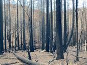Burned forest with dead leaves on the ground
