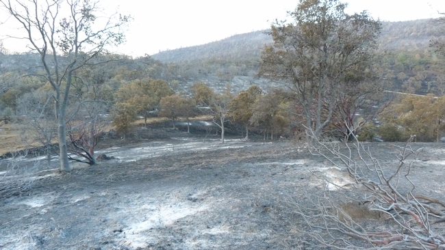 Burned woodland