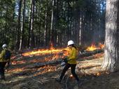 Lighting a prescribed fire. Photo courtesy of Susie Kocher, UC ANR
