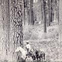 Old Plumas photo of a more open stand