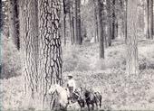 Man riding a horse through an open forest