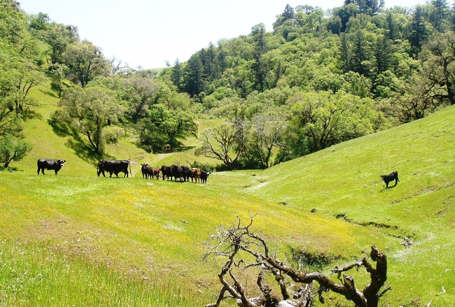 Silva Ranch picture--cattle