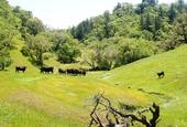 Silva Ranch picture--cattle