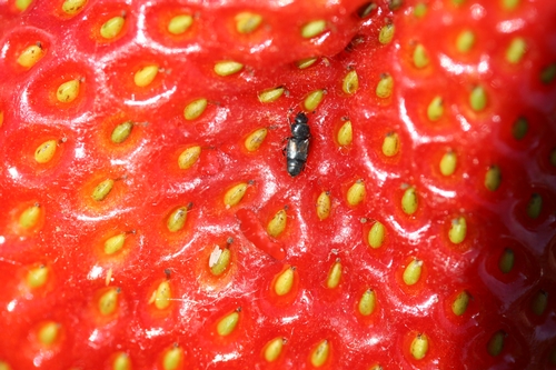 Foto cercana de escarabajo de la Familia Nitidulidae en una fruta de fresa.  Nótense como las últimos segmentos abdominales no son cubiertas.  Adicionalmente, las antenas que terminan en clavas son características.