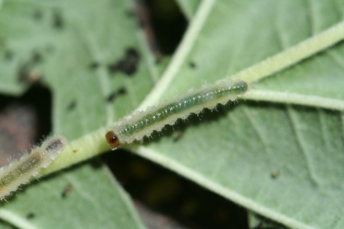 Foto cercana de una larva de Monophadnoides geniculatus.  Tómense en cuenta del aspecto cerdoso.