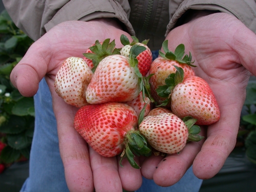 Una muestra de fruta albina de la variedad ‘Diamante’.  Nótese el pálido color con una manchita de rojo al redor de cada aquenio.