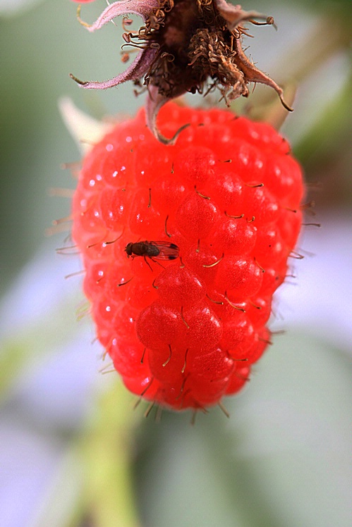 Macho de Drosophila biarmipes.