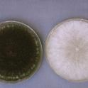Foto 1: Cultura en agar de Botrytis criado en luz (izquierda) y criado completamente sin luz (derecha).  Foto por Steven Koike, UCCE.