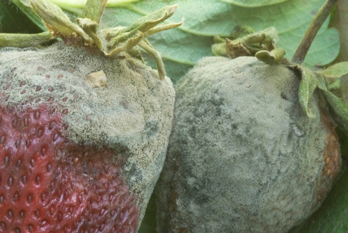 Foto 4. Esporulación extensa de molde gris en fruta de fresa.  Foto por Steven Koike, UCCE.