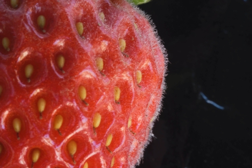 Foto 6: Perfil de una infeccióm de mildú polvoriento en una fruta de fresa.  Foto por Steven Koike.