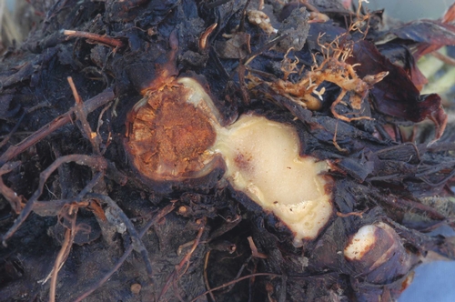 Foto 2.  Tejidos internos de una planta de fresa infectada con Macrophomina mostrará un descoloramiento oscuro a marrón anaranjado. Foto por Steven Koike, UCCE