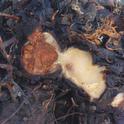 Foto 2.  Tejidos internos de una planta de fresa infectada con Macrophomina mostrará un descoloramiento oscuro a marrón anaranjado. Foto por Steven Koike, UCCE