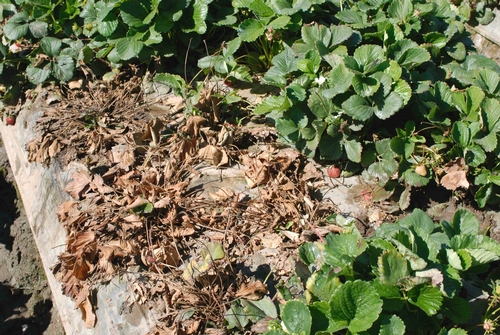 Foto 1.  Fusarium resulta en el colapso y muerte de las plantas de fresa.  Foto por Steven Koike, UCCE.