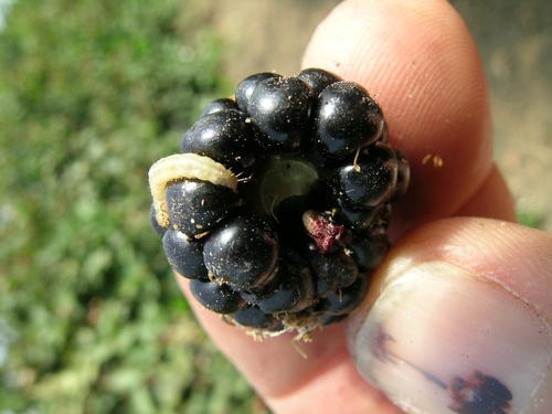 Larva de arrollador de frutales saliendo una fruta infestada.
