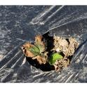 Una foto del efecto de sal en el campo.  Principalmente se debe darse cuenta de las margines de hojas quemadas y un aspecto de debilidad del trasplante.  Foto por Steven Koike, UCCE.