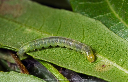 Una larva de LBAM.  Uno de estas camaradas puede resultar en clasura de su campo.