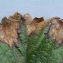 Foto 1. Mancha foliar de fresa se caracteriza por lesiones de una forma irregular de un color gris a marrón.  Foto por Steven Koike, UCCE.