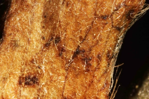Foto 6. Cuerpos fructíferos en los tejidos del cáliz de fresa confirman la presencia de Zythia. Foto por Steven Koike, UCCE.