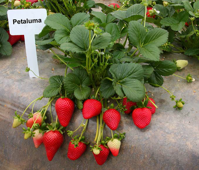 La variedad de fresa 'Petaluma' - Fresas y Moras - ANR Blogs