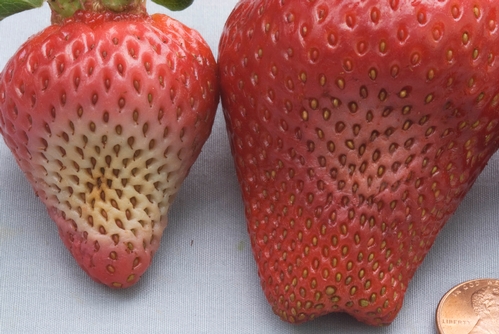 Pudrición de fruta de Phytophthora en fruta madura de fresa. Tome cuenta del color blanco a gris de cada uno de las lesiones.