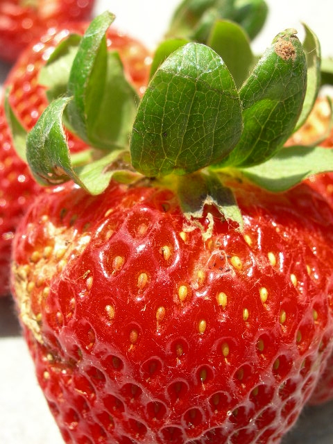 Alimentación del cáliz además de telaraña en fruta de fresa.
