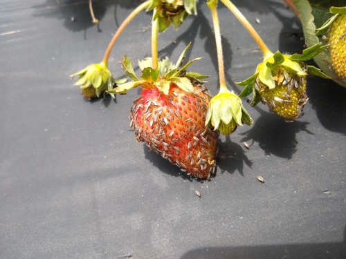 Imagen más lejano de fruta invadida por chinches del género Nysius. Foto por Amber Schat.