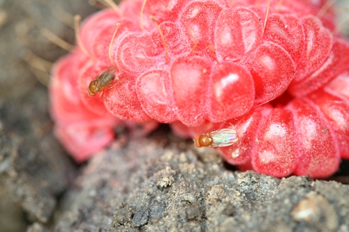 Moscas drosófila caminando sobre un fruta caída.