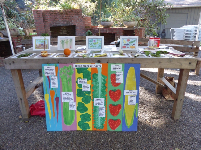 Different edible parts of plants are on display (roots, stems, flowers, leaves and seeds) for students to have hands-on learning in the garden. Photo credit: UC Master Gardener Program Marin County