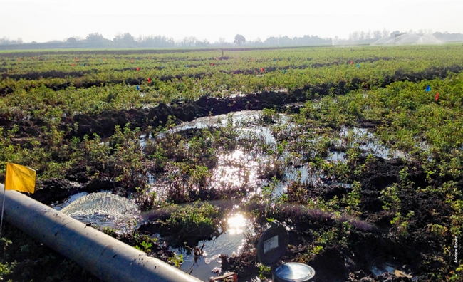 Flooding an alfalfa field for groundwater recharge. (Photo: Andrew Brown)