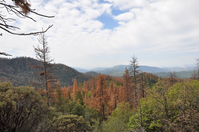 Millions of trees in California, many in the Sierra Nevada, died as a result of the 2011-2016 drought. (Photo: NASA)