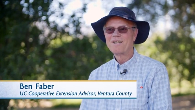 UCCE advisor Ben Faber is featured in the CIWR video on drought strategies in California mandarins.