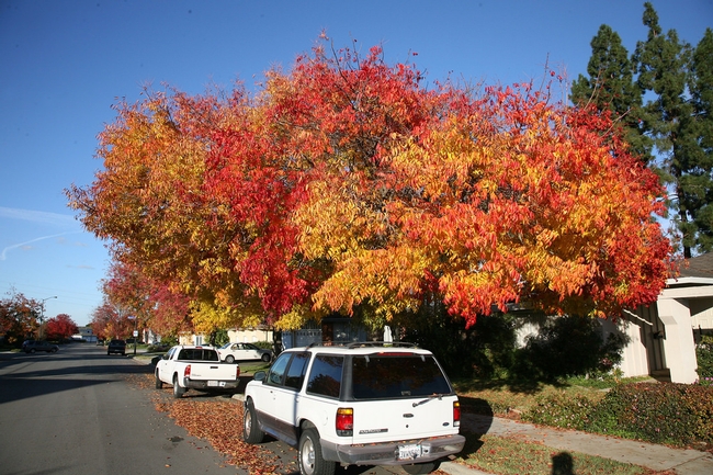 Chinese pistache is a common California street tree that provides shade in summer and spectacular autumn colors in the fall. (Photo Jitze Couperus, flickr CC BY 2.0)