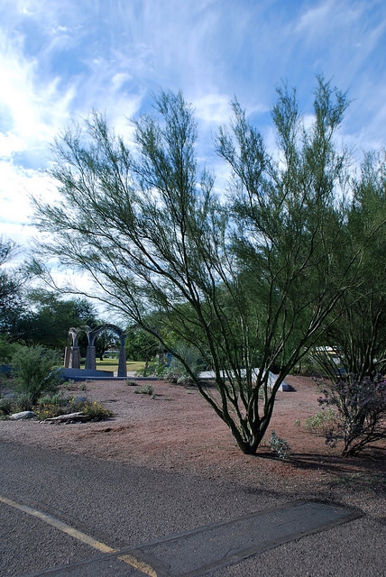 Palo verde is a drought-resistant tree. (Photo: Bri Weldon, flickr, CC BY-SA 2.0)