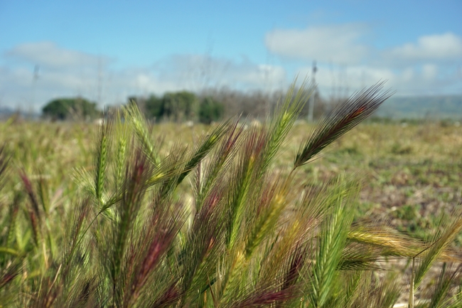 Foxtails are not native in Central California,
