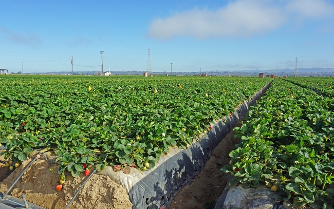 Part of the strawberry field at Manzanita Berry Farms near Santa Maria where UCCE advisor Surandra Dara conducts trials on biologicals and other potential remedies for soil borne diseases, weeds and insects.