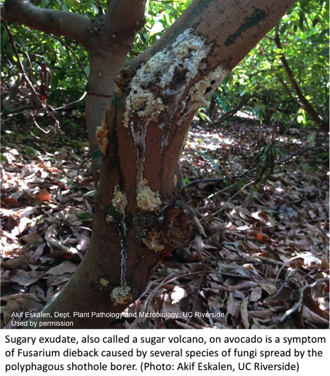 Sugary exudate on avocado tree trunk.